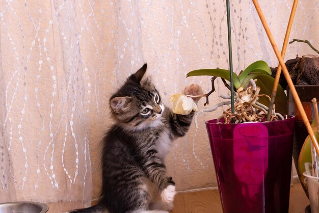 Los gatitos grises juegan con una flor en maceta