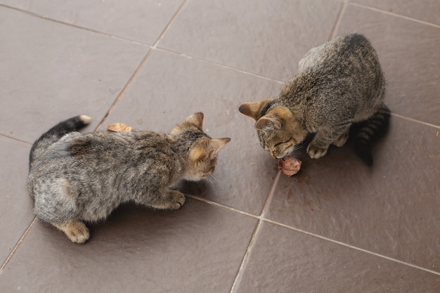 Gatitos hambrientos sin hogar comen en la calle