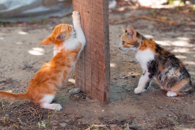 Los gatitos de jengibre afilan sus garras en una tabla de madera