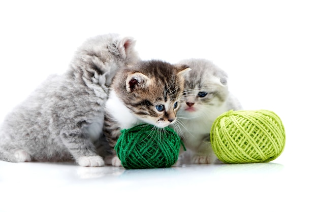 Gatitos lindos esponjosos grises y un gatito marrón están jugando con bolas de hilo naranja y verde