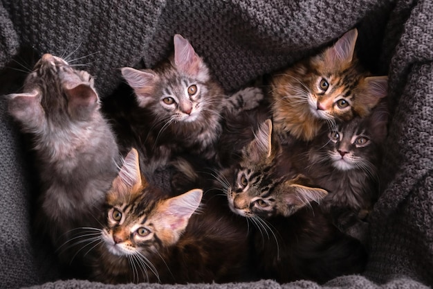 Gatitos Maine Coon de 2 meses en una caja