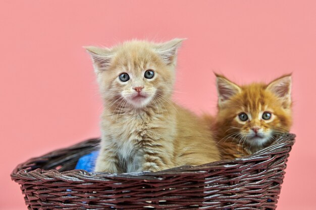 Gatitos de maine coon en canasta, rojo y crema. Lindo gato de pura raza de pelo corto sobre fondo rosa.