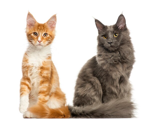 Gatitos de Maine Coon sentados juntos aislados en blanco