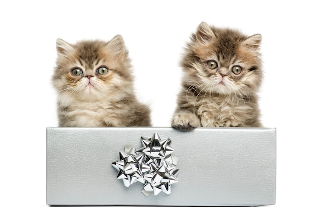 Gatitos persas sentados en una caja de plata presente, mirando a la cámara, 10 semanas de edad, aislado en blanco