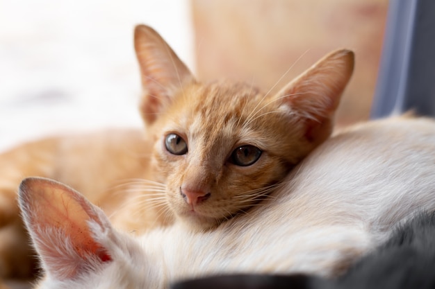 Gatitos que están chupando leche.