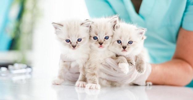 Gatitos Ragdoll en clínica veterinaria