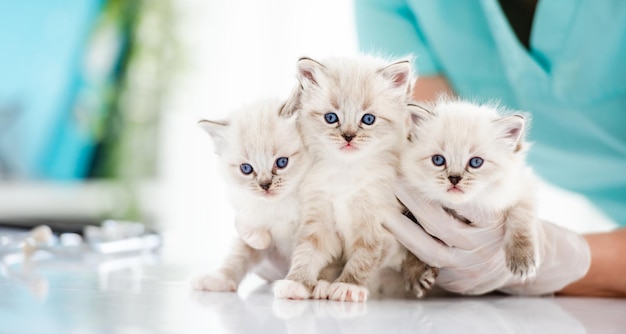 Gatitos Ragdoll en clínica veterinaria