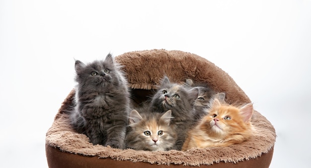 Los gatitos se sientan en una cama de gato Los gatitos juegan en la cama de gato en un fondo blanco multicolor
