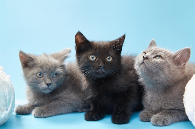 Gatitos sobre un fondo azul con bolas de hilo suave cerca