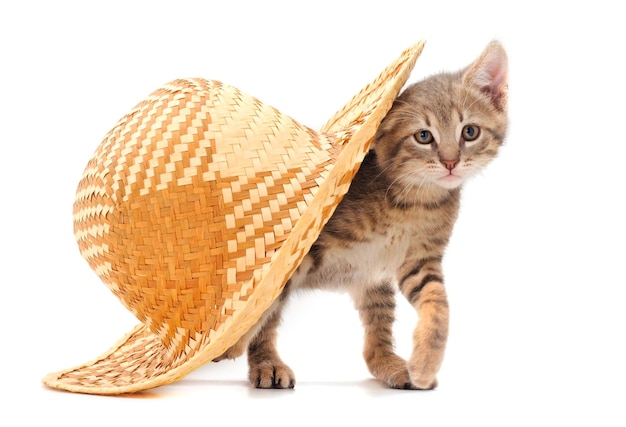 Gatitos en un sombrero