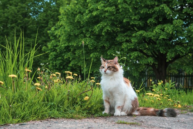 Gato de 3 colores se sienta en la hierba verde de la naturaleza de verano.