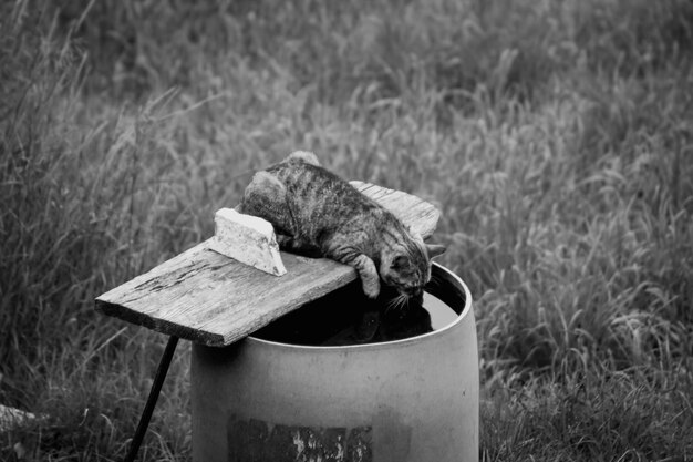 Foto gato a beber água de um tambor