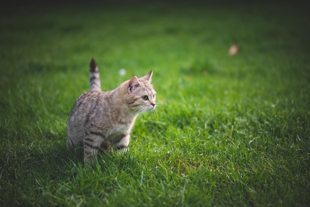 Gato a caminhar no campo
