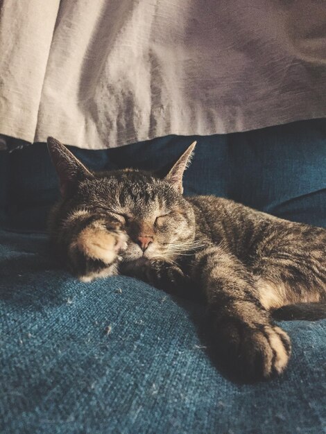 Foto gato a dormir na cama.