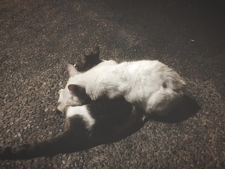 Foto gato a dormir na rua.