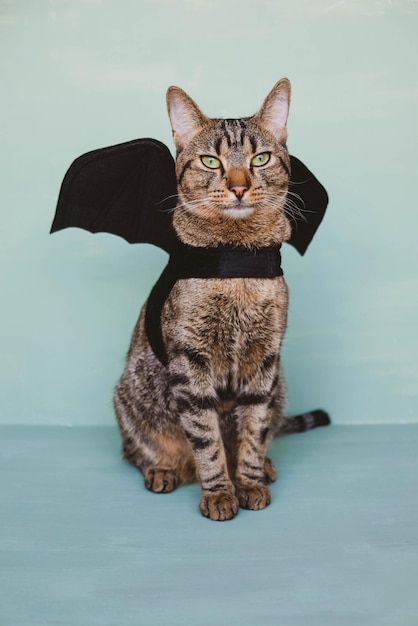 Gato Abby usando asas de morcego pretas para o Dia das Bruxas
