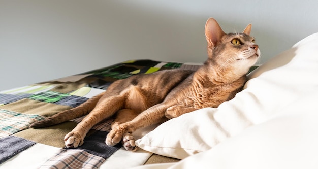 Foto gato abisinio en casa primer plano retrato de gato abisinio azul acostado sobre una colcha de retazos y almohadas