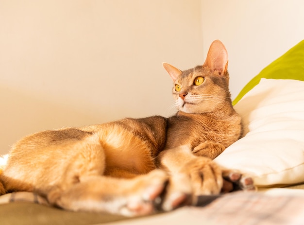 Gato abisinio en casa Primer plano retrato de gato abisinio azul acostado sobre una colcha de retazos y almohadas