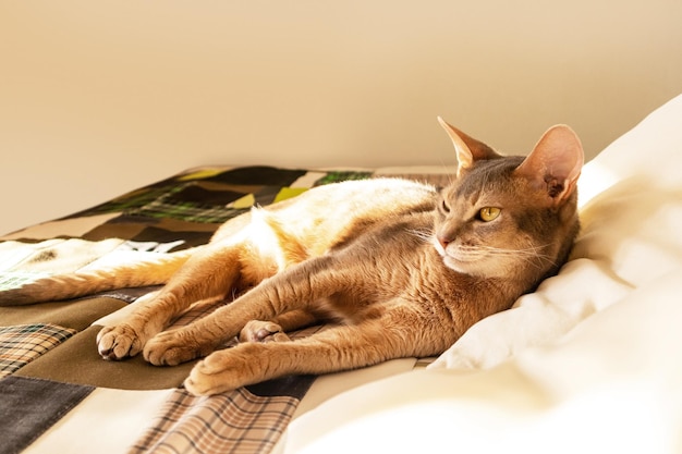 Gato abisinio en casa Primer plano retrato de gato abisinio azul acostado sobre una colcha de retazos y almohadas