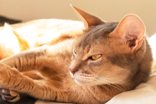 Foto gato abisinio en casa primer plano retrato de gato abisinio azul acostado sobre una colcha de retazos y almohadas