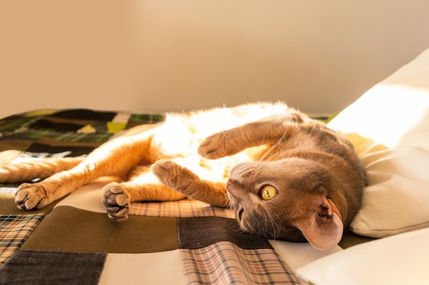 Gato abisinio en casa Primer plano retrato de gato abisinio azul acostado sobre una colcha de retazos y almohadas