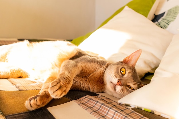 Gato abisinio en casa Primer plano retrato de gato abisinio azul acostado sobre una colcha de retazos y almohadas