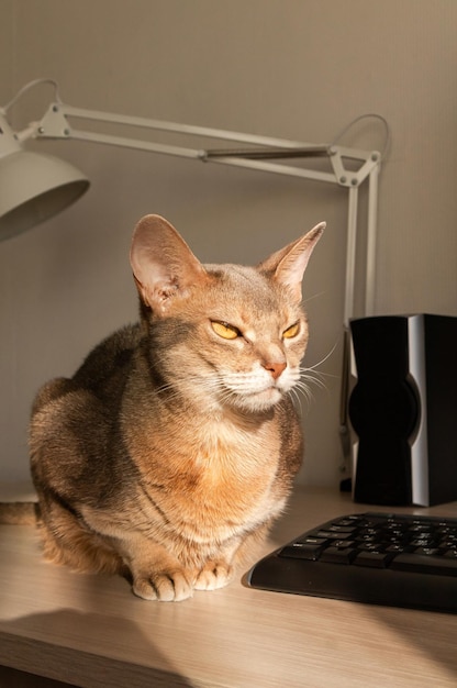 Gato abisinio en casa Primer plano retrato de gato abisinio azul sentado en una mesa de trabajo Bonito gato fondo blanco