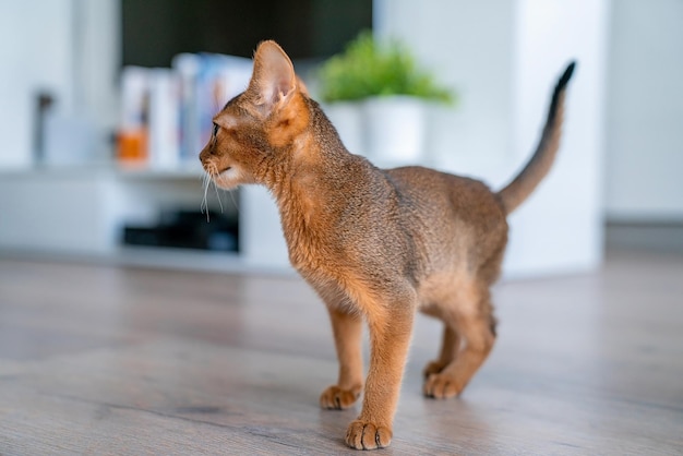 Gato abisinio en casa con su dueño en casa. Hermoso gatito de pelo corto de pura raza.