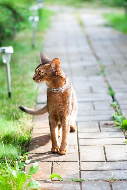 Gato abisinio en collar caminar por el sendero del jardín Mascotas caminando en el verano