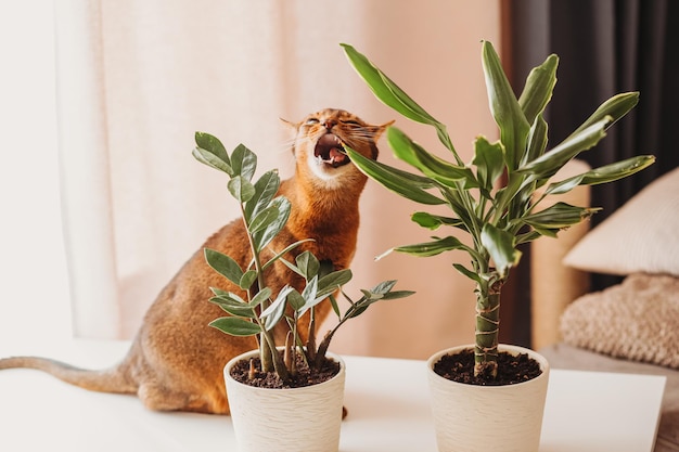 Gato abisinio comiendo planta doméstica Gato doméstico mordisqueando una planta verde