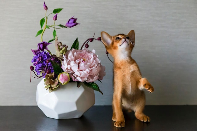 Gato abisinio con un jarrón de flores.