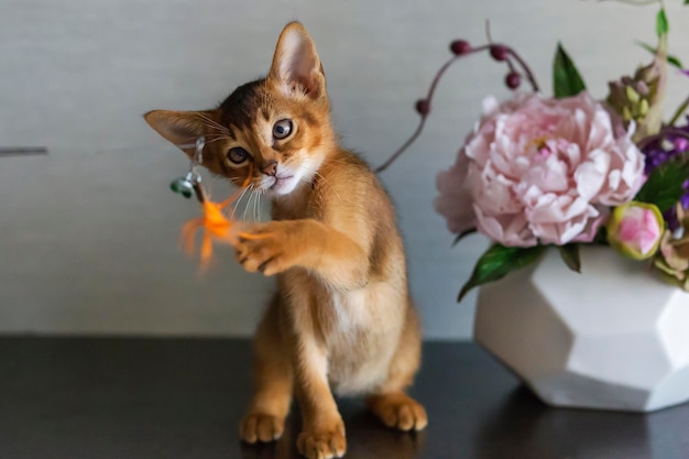 Gato abisinio con un jarrón de flores.