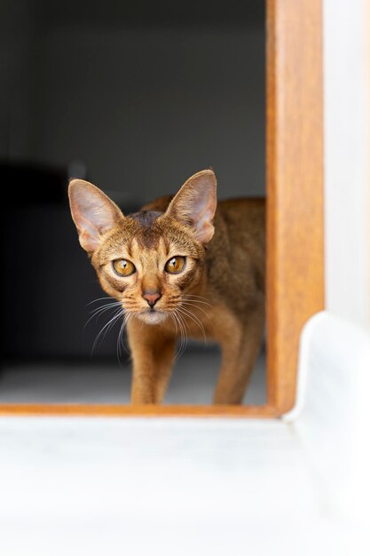 El gato abisinio de jengibre de pura raza se asoma por detrás de la puerta de la habitación Espacio de copia