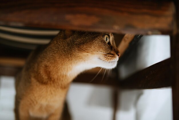 El gato abisinio marrón juega