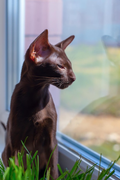 Gato abisinio con ojos verdes mirando por la ventana