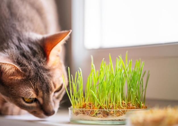 El gato abisinio olfatea algo en el alféizar de la ventana junto a la hierba para la salud del estómago de las mascotas Foto conceptual del cuidado de mascotas y una dieta saludable para gatos domésticos Lindo gato azul abisinio adulto