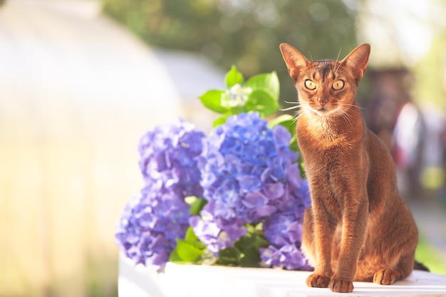 Gato abisinio sentado en una terraza con flores hortensia azul Foto de archivo publicitaria de alta calidad Mascotas caminando en el verano