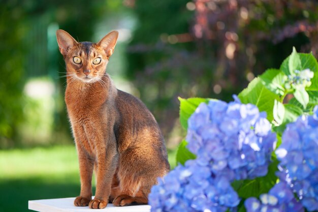 Gato abisinio sentado en una terraza con flores hortensia azul Publicidad de alta calidad foto de archivo Mascotas caminando en verano