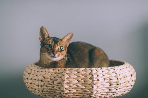 Gato abisinio tumbado en la cesta de paja.