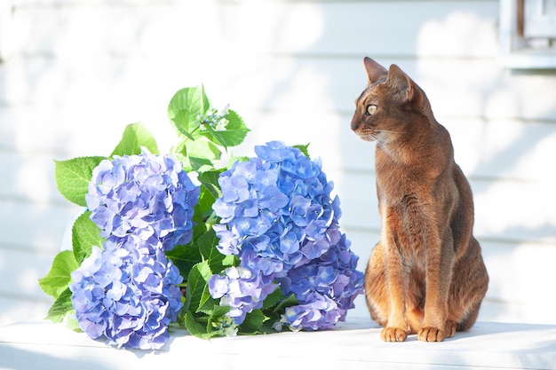 Gato abissiniano sentado em um terraço com flores hortênsia azul foto de estoque de publicidade de alta qualidade Animais de estimação caminhando no verão