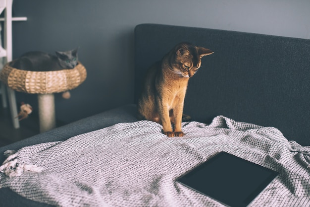 Gato abissínio assistindo na tela do tablet