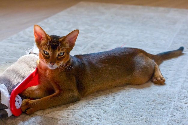 Gato abissínio brinca com orelhas compridas de brinquedo e cabelo curto