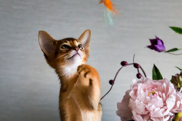 Gato abissínio com um vaso de flores