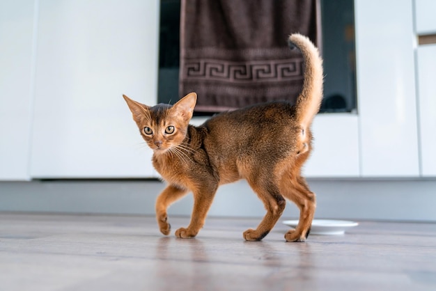 Gato abissínio em casa com seu dono em casa. Lindo gatinho de pêlo curto de raça pura.