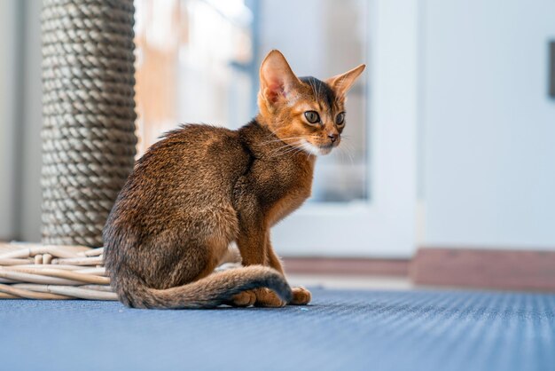 Gato abissínio em casa com seu dono em casa. lindo gatinho de pêlo curto de raça pura.