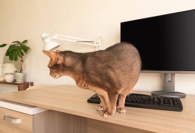 Gato abissínio em casa Feche o retrato de um gato abissínio azul em pé sobre uma mesa de trabalho Gato bonito fundo branco