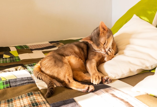 Gato abissínio em casa Feche o retrato do gato abissínio azul deitado sobre uma colcha de retalhos e travesseiros