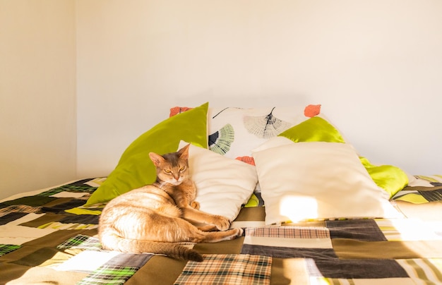 Gato abissínio em casa Feche o retrato do gato abissínio azul deitado sobre uma colcha de retalhos e travesseiros