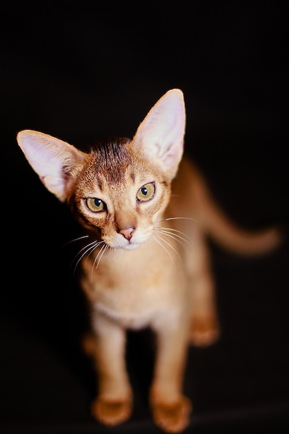 Gato abissínio fechar retrato