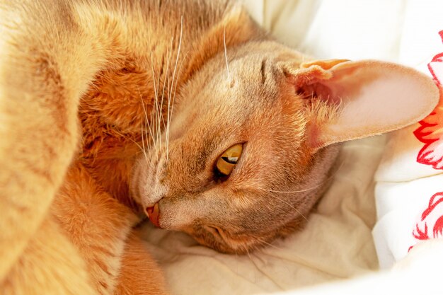 Gato abissínio. Feche acima do gato fêmea abyssinian azul do retrato que encontra-se no cobertor colorido, luz do dia. Gato muito preguiçoso branco